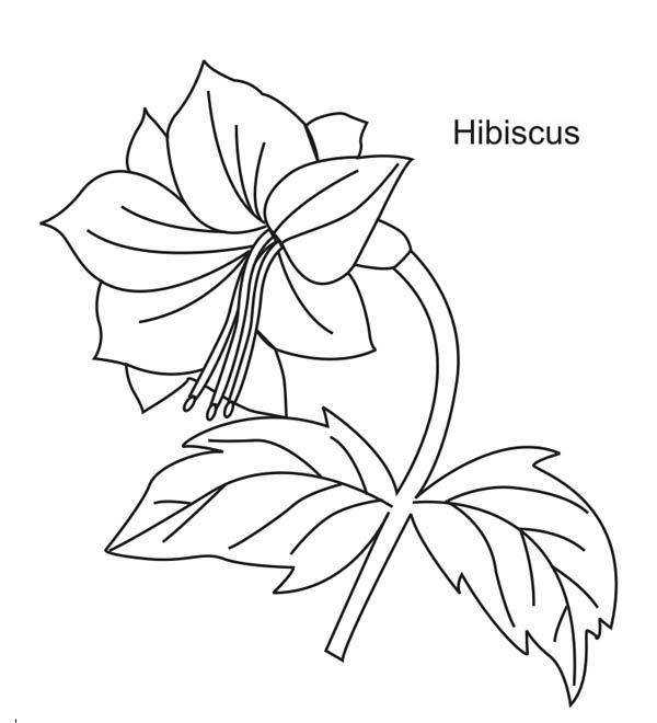 yellow hibiscus coloring pages - photo #38