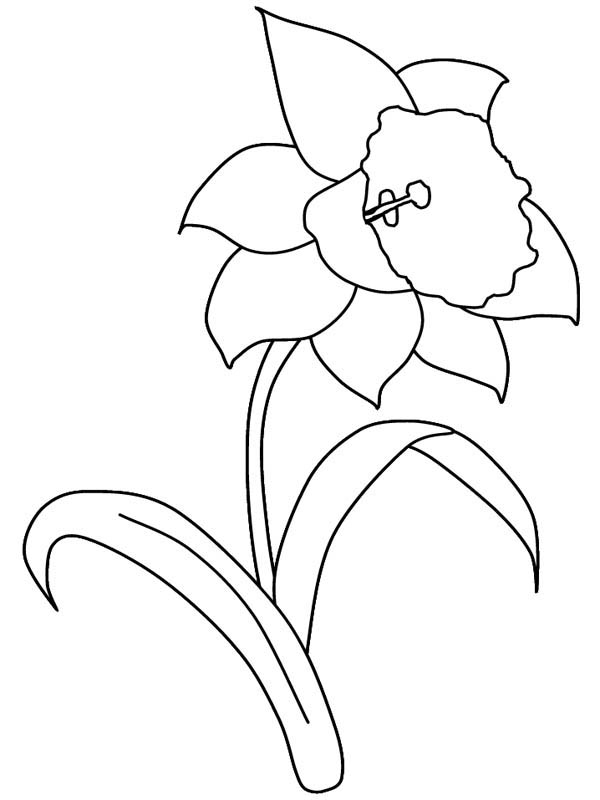 daffodil coloring pages free - photo #18