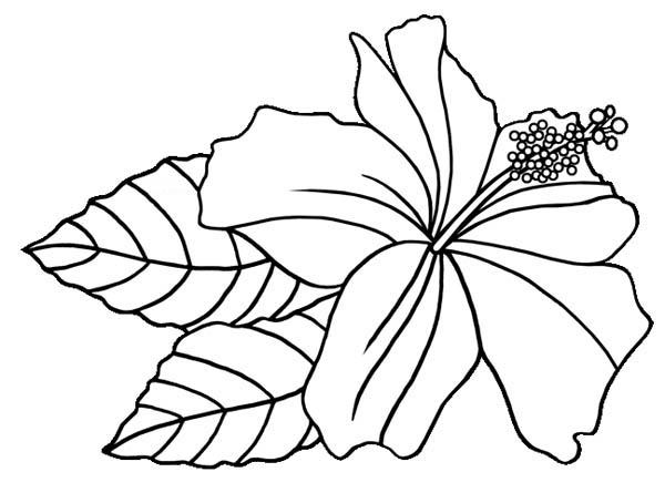 yellow hibiscus coloring pages - photo #36