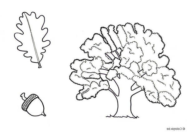 oak leaf with acorns coloring pages - photo #37