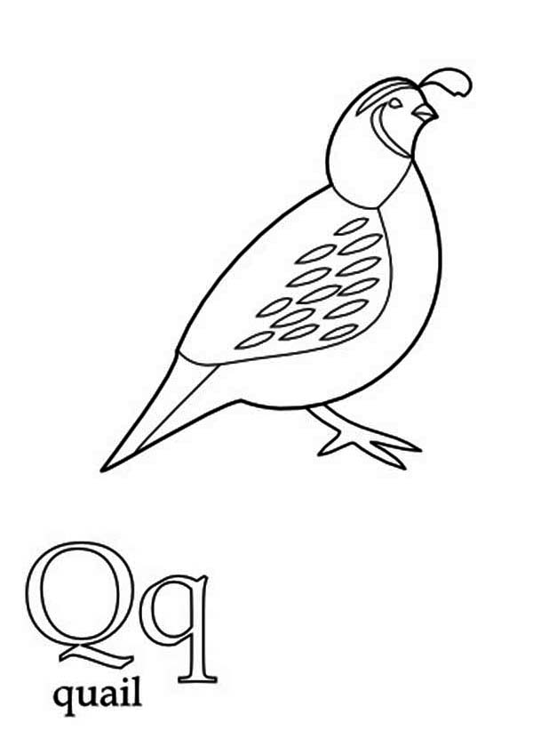 quail coloring pages - photo #26