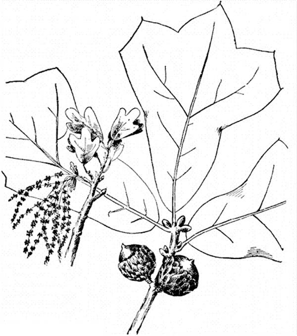 oak tree leaves coloring pages - photo #48