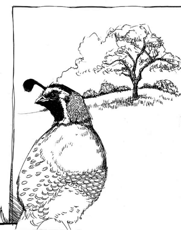 gamble quail coloring pages - photo #33