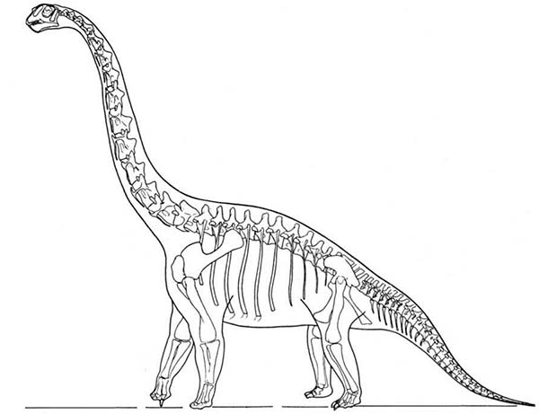 ausmalbilder dinosaurier skelett  tippsvorlage