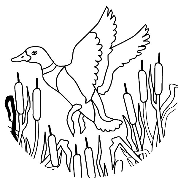 mallard duck coloring pages - photo #20