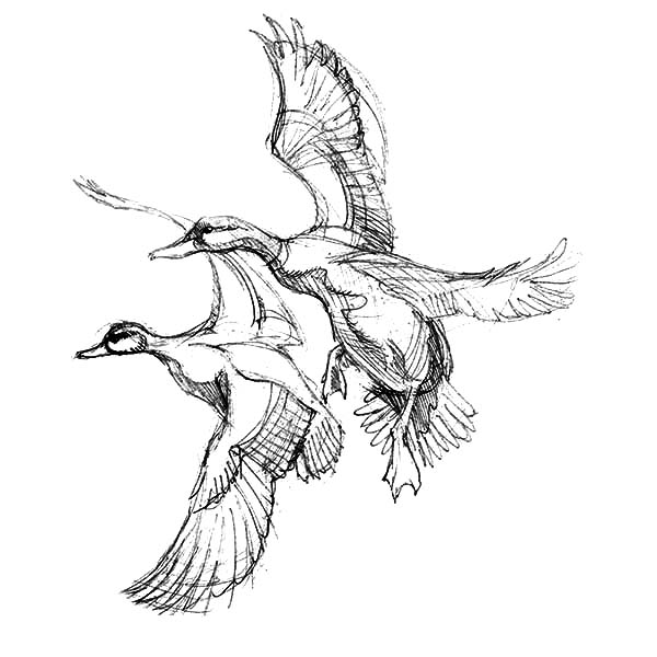 mallard duck coloring pages - photo #27