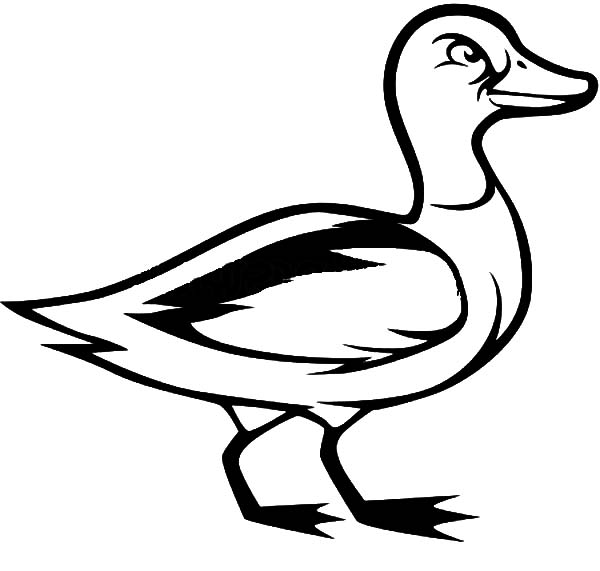 mallard duck coloring pages - photo #25