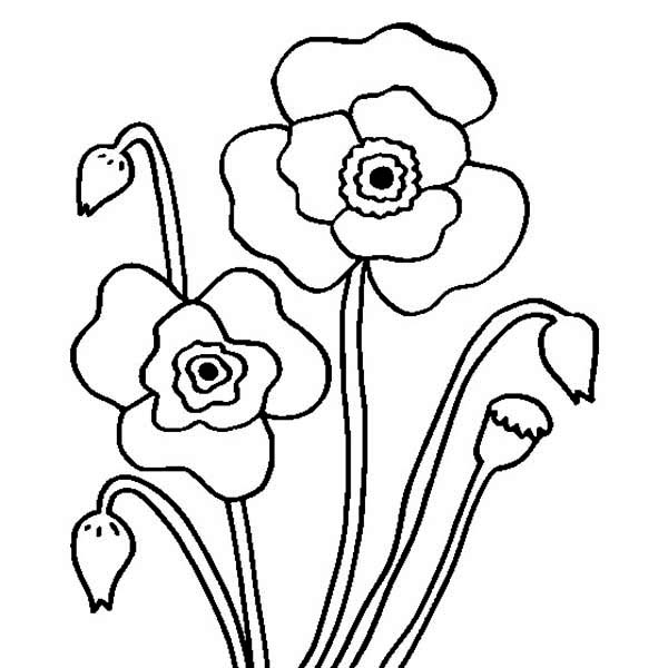 Blossom Poppy Flower Coloring Page : Color Luna